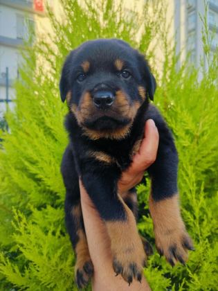 A KALİTE ROTTWEİLER YAVRULARI