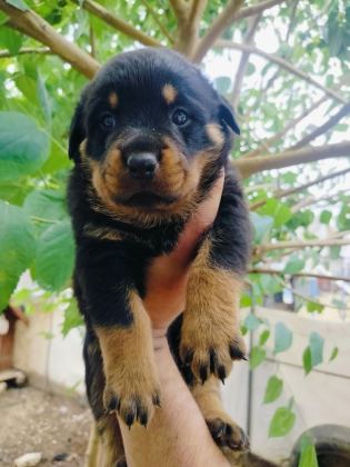 KOCA KAFA ERKEK ROTTWEİLER YAVRULARI
