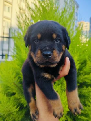 A KALİTE ROTTWEİLER YAVRULARI