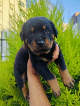 A KALİTE ROTTWEİLER YAVRULARI