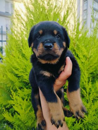 A KALİTE ROTTWEİLER YAVRULARI