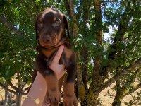 SAFKAN DOBERMAN YAVRULARI