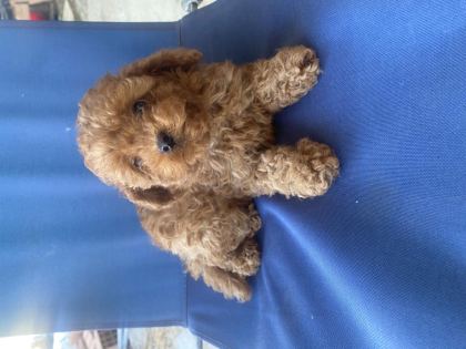 KORE POODLE KİLO GARANTİLİ