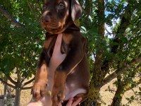 SAFKAN DOBERMAN YAVRULARI
