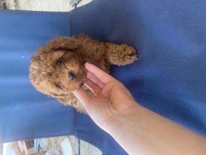 KORE POODLE KİLO GARANTİLİ