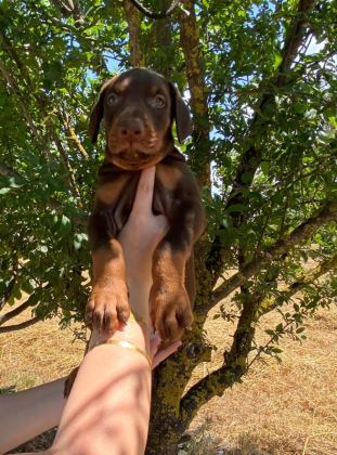 SAFKAN DOBERMAN YAVRULARI