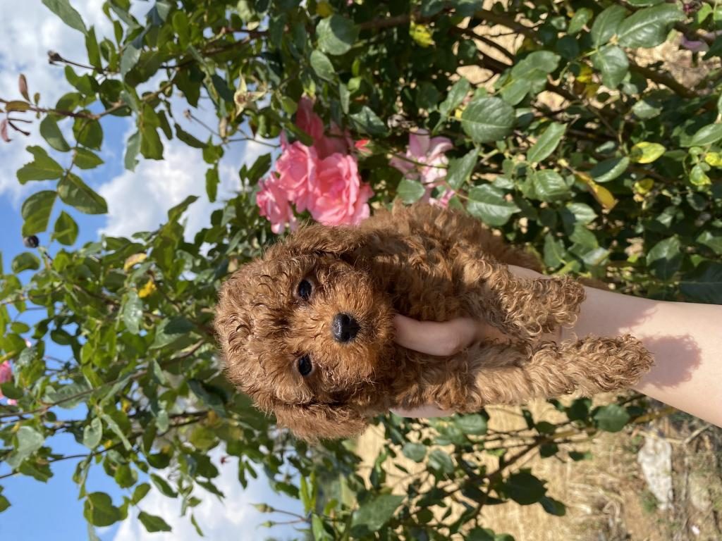 KİLO BOY VE SAĞLIK GARANTİLİ POODLE