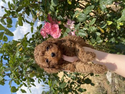 KİLO BOY VE SAĞLIK GARANTİLİ POODLE