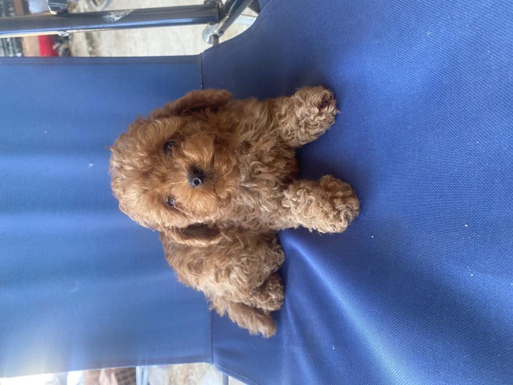 KORE POODLE KİLO GARANTİLİ