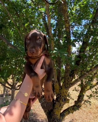 SAFKAN DOBERMAN YAVRULARI
