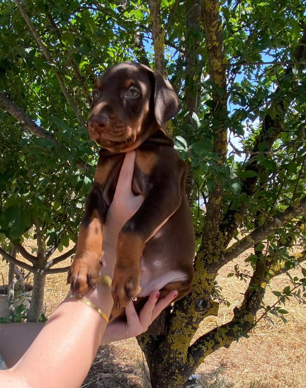 SAFKAN DOBERMAN YAVRULARI
