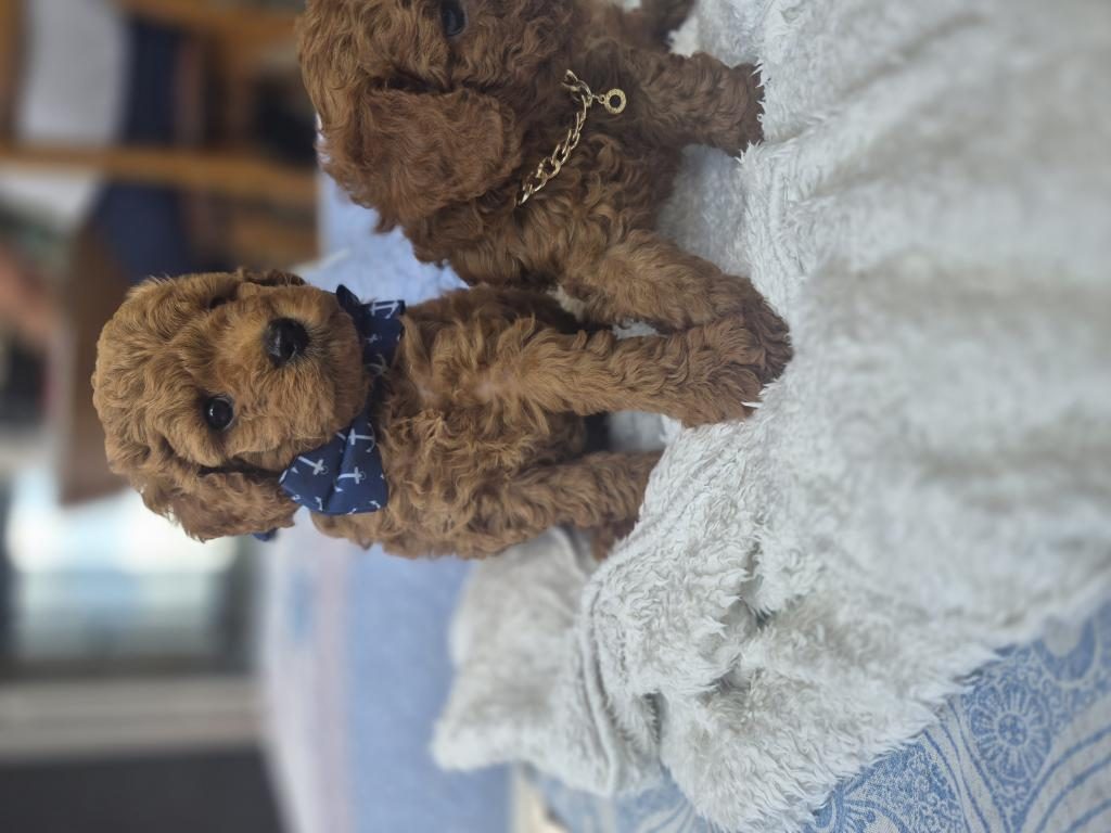 TOY POODLE YAVRULAR
