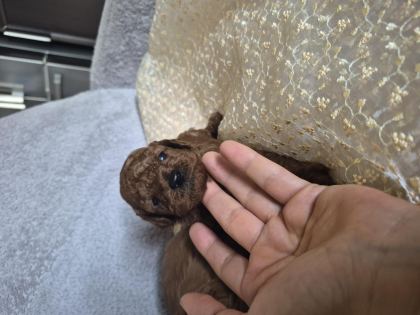 TOY POODLE ERKEK YAVRULAR