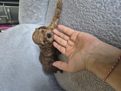 TOY POODLE ERKEK YAVRULAR