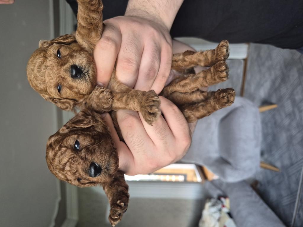 TOY POODLE ERKEK YAVRULAR