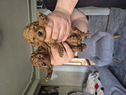 TOY POODLE ERKEK YAVRULAR