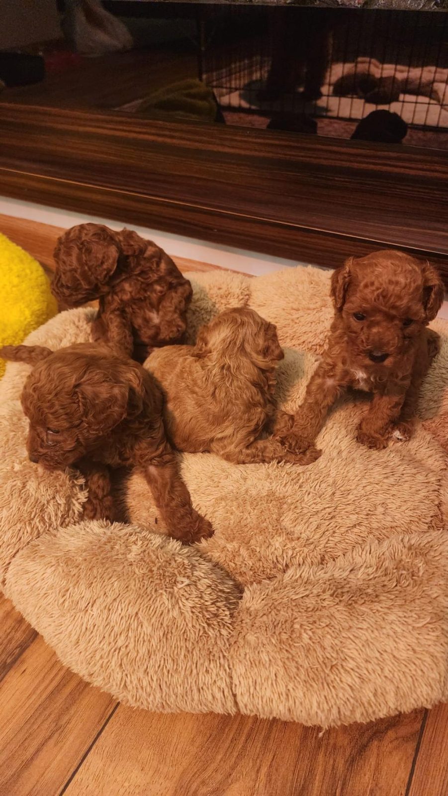 TOY POODLE EVDE BAKILAN YAVRULAR