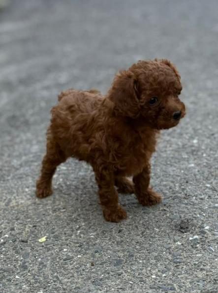 2 AYLIK TOY POODLE YAVRULAR