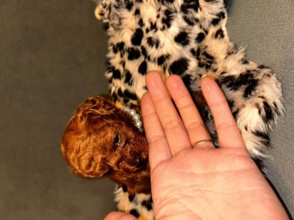 2 AYLIK TOY POODLE YAVRULAR