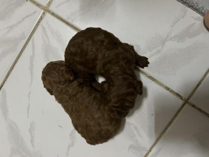 2 AYLIK TOY POODLE YAVRULAR