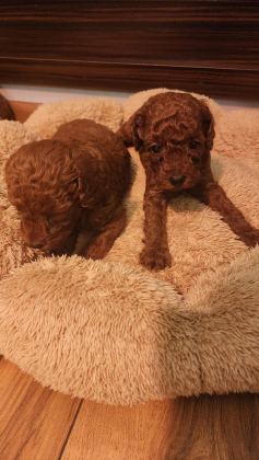2 AYLIK TOY POODLE YAVRULAR