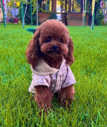 ORJİNAL KORE KAN TOY POODLE BEBEKLERİMİZ