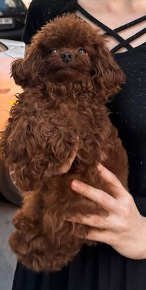 ORJİNAL KORE KAN TOY POODLE BEBEKLERİMİZ