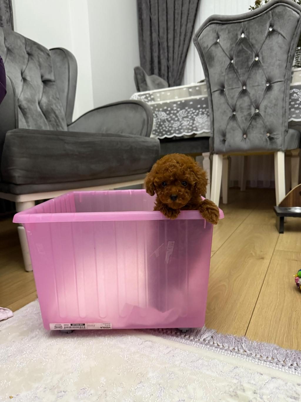ORJİNAL KORE KAN TOY POODLE BEBEKLERİMİZ
