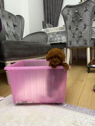 ORJİNAL KORE KAN TOY POODLE BEBEKLERİMİZ