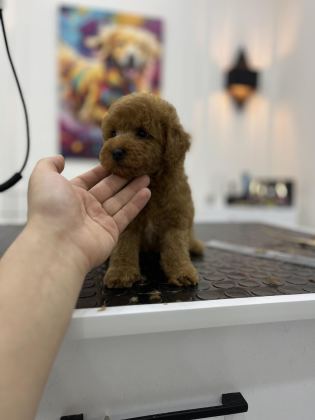 ÜST KALİTE IRK VE SAĞLIK GARANTİLİ TOY POODLE