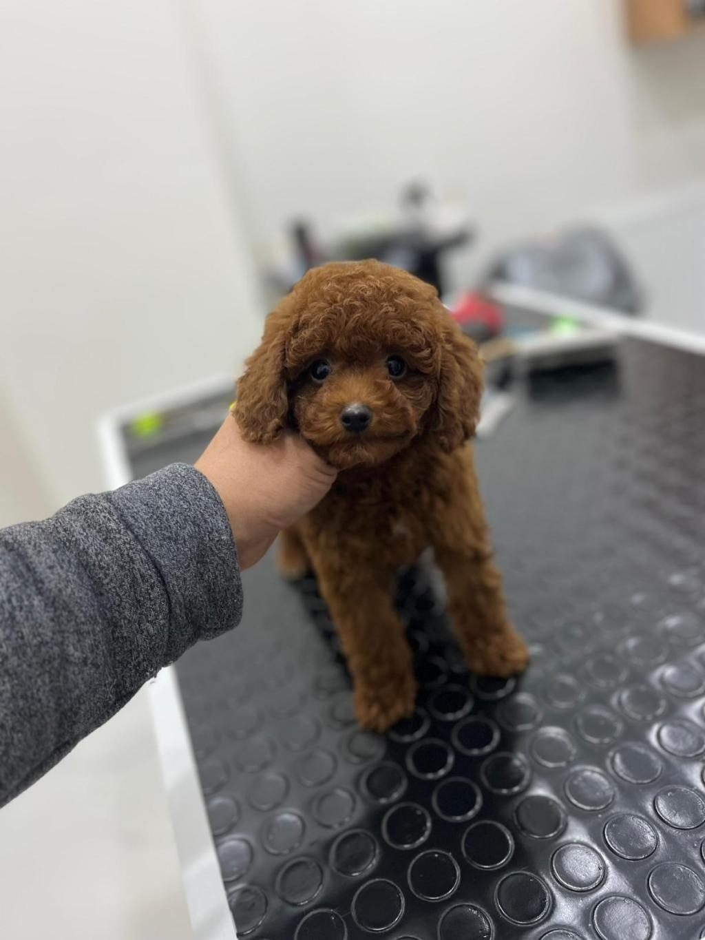 KORE KAN ORJİNAL TOY POODLE ERKEK