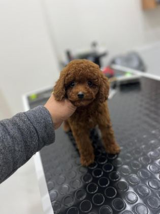 KORE KAN ORJİNAL TOY POODLE ERKEK