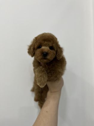ÜST KALİTE IRK VE SAĞLIK GARANTİLİ TOY POODLE