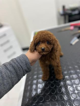 KORE KAN ORJİNAL TOY POODLE ERKEK