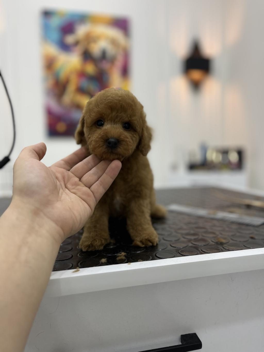 ÜST KALİTE IRK VE SAĞLIK GARANTİLİ TOY POODLE