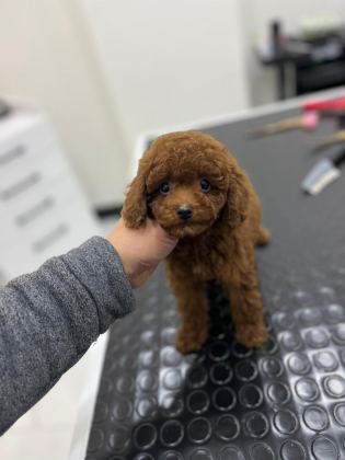 KORE KAN ORJİNAL TOY POODLE ERKEK