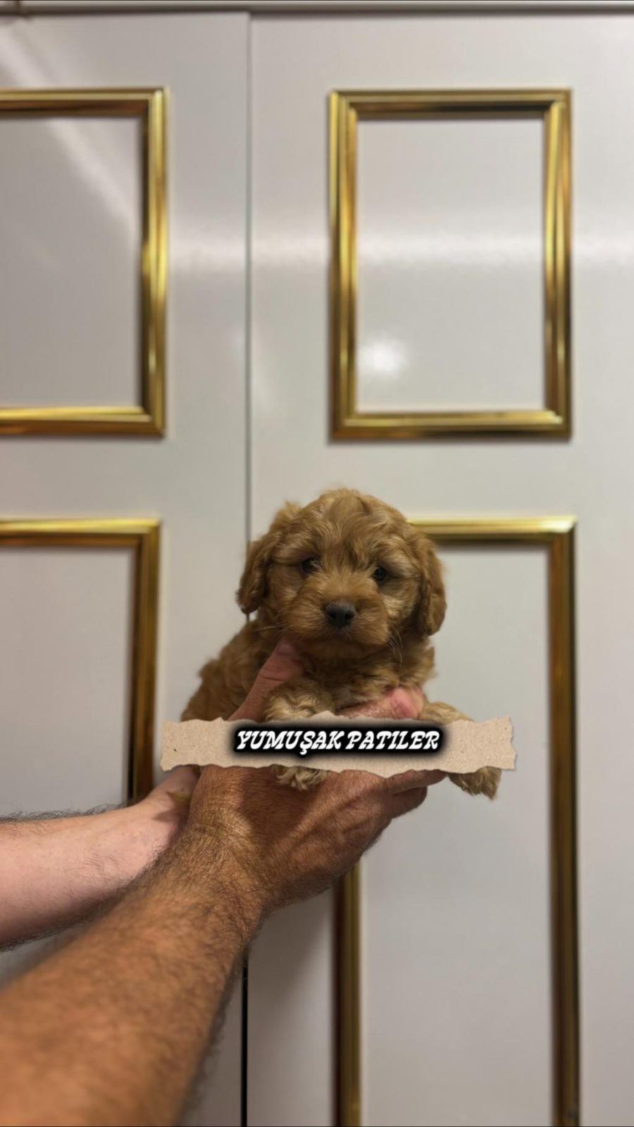 TOY POODLE YAVRUMUZ