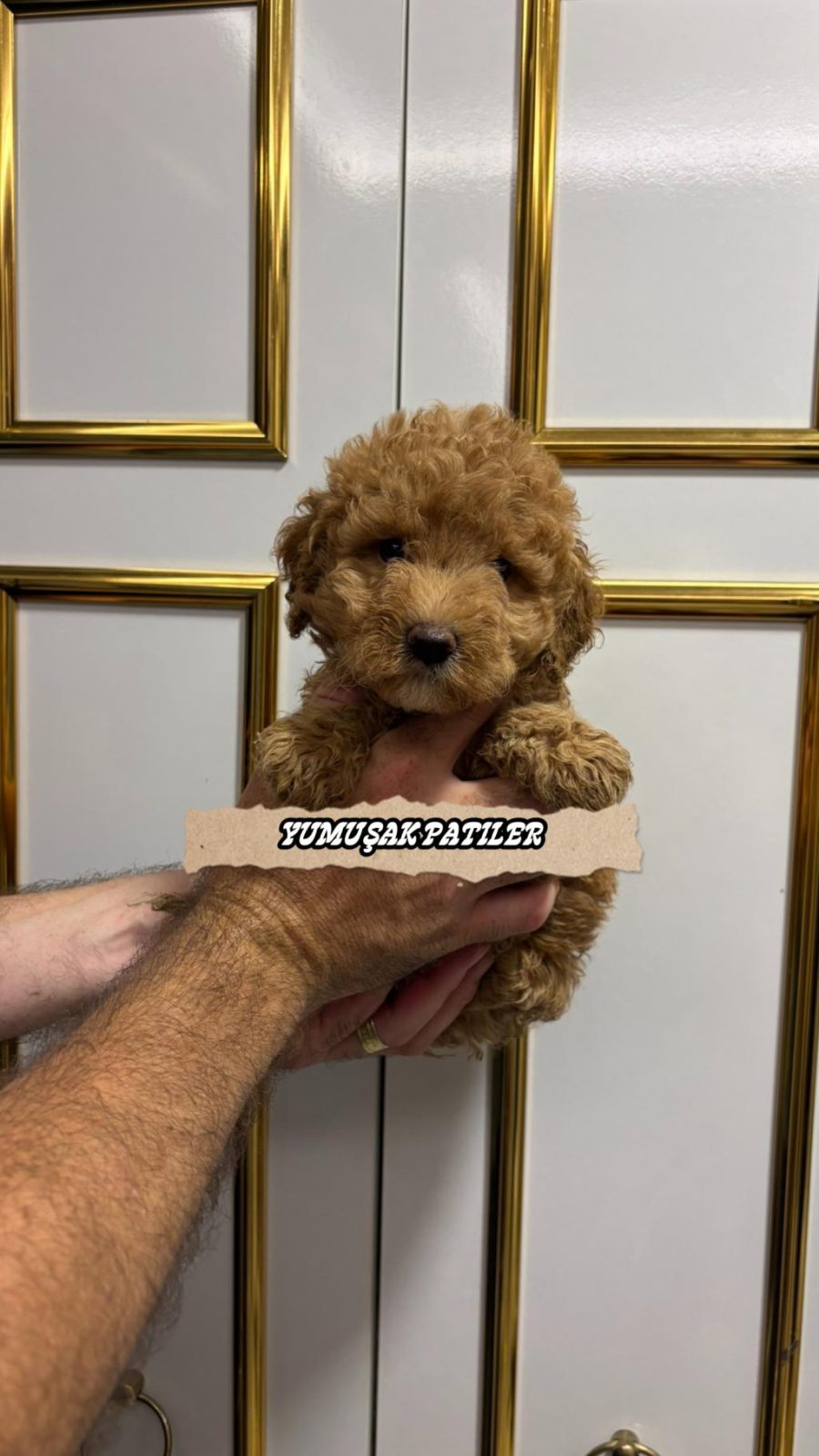 SEVİMLİ IRK TOY POODLE