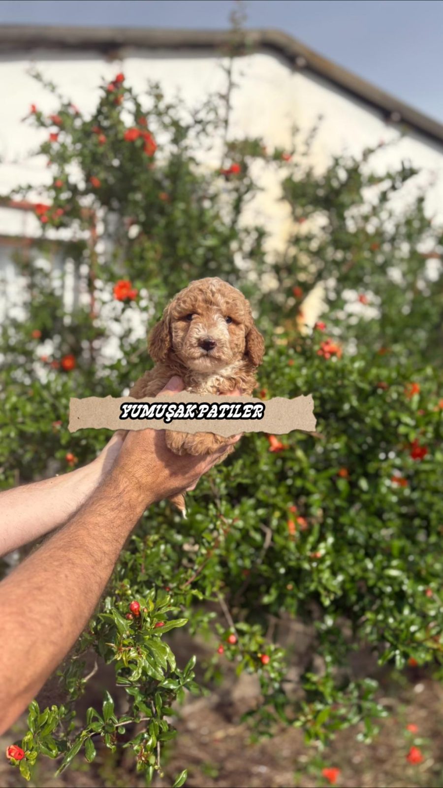 SEVİMLİ IRK TOY POODLE