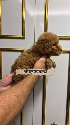 SEVİMLİ IRK TOY POODLE