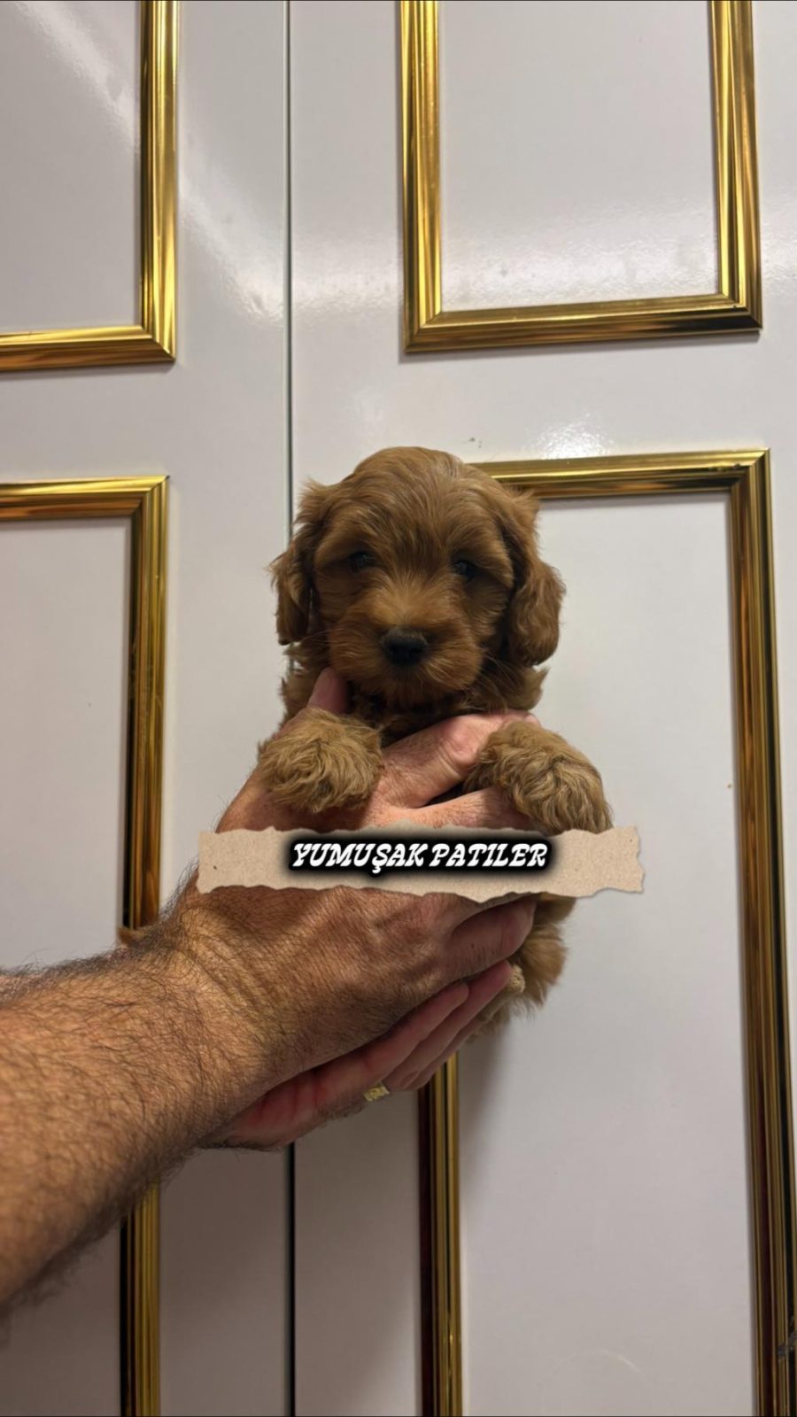 SEVİMLİ IRK TOY POODLE