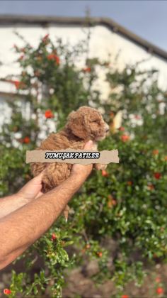 SEVİMLİ IRK TOY POODLE