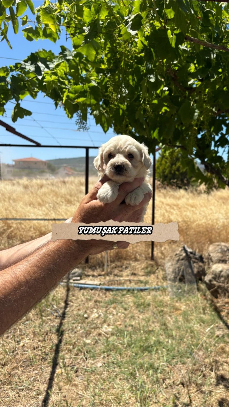 KORE MİCRO MALTESE