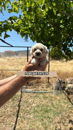 KORE MİCRO MALTESE