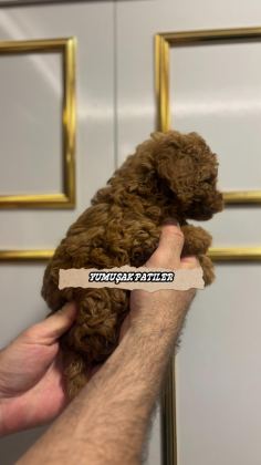 SEVİMLİ IRK KORE POODLE