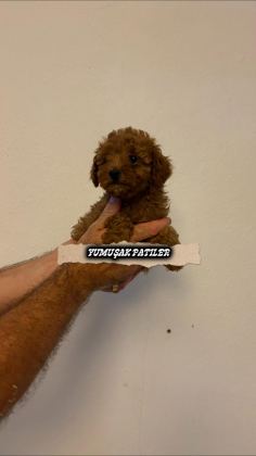 SEVİMLİ IRK TOY POODLE