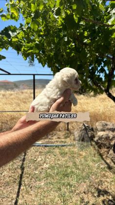 KORE MİCRO MALTESE