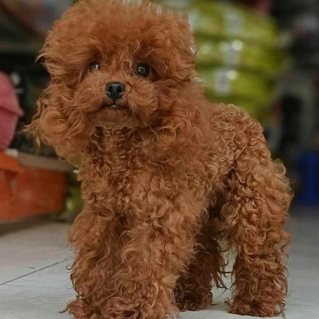KORE YAVRUSU A KALİTE TEACUP RED BROWN TOY POODLE YAVRULAR