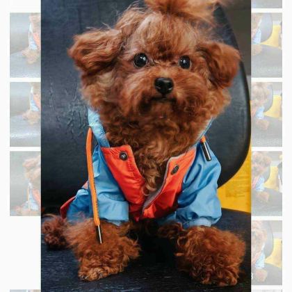 KORE YAVRUSU A KALİTE TEACUP RED BROWN TOY POODLE YAVRULAR