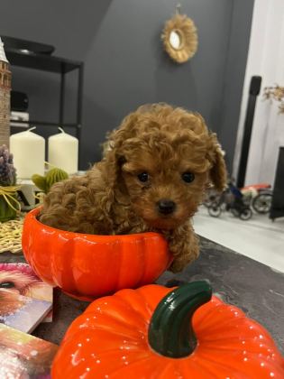 KORE YAVRUSU A KALİTE TEACUP RED BROWN TOY POODLE YAVRULAR